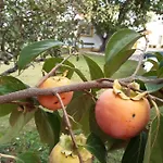 Quintal Do Freixo - Local Lägenhet Sobral de Monte Agraço