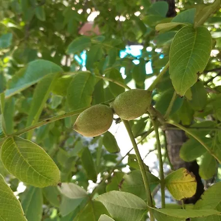 Apartman Quintal Do Freixo -