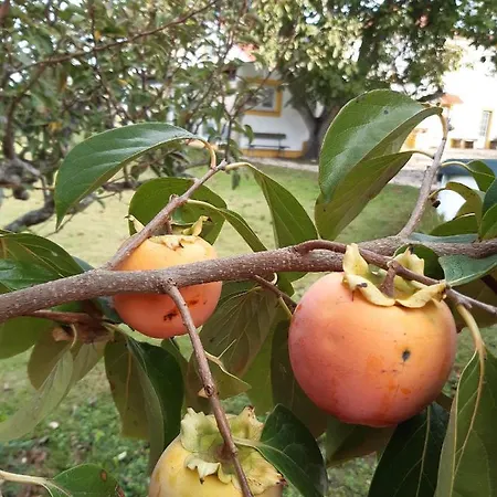 Quintal Do Freixo - Local 公寓 Sobral de Monte Agraço