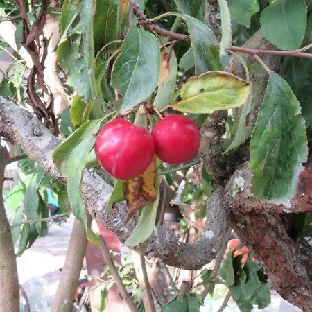 Quintal Do Freixo - * Sobral de Monte Agraço