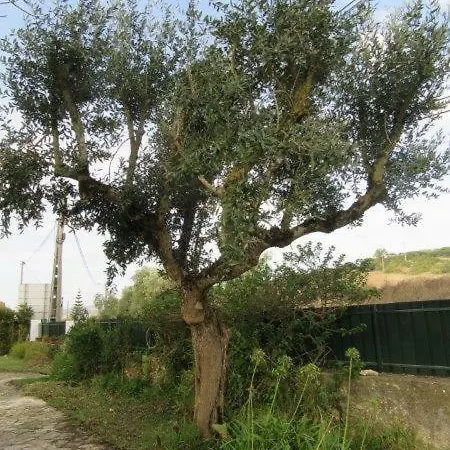 Appartamento Quintal Do Freixo -