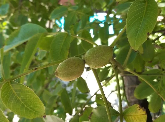 شقة Quintal Do Freixo -