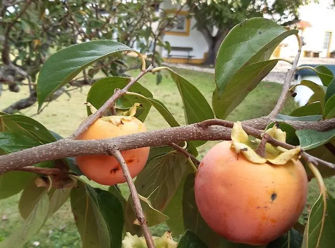 Quintal Do Freixo - Lägenhet Sobral de Monte Agraço