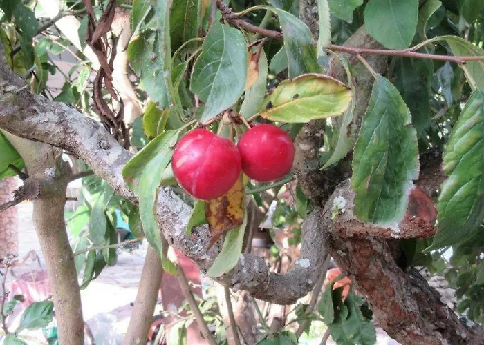 Quintal Do Freixo - * Sobral de Monte Agraço