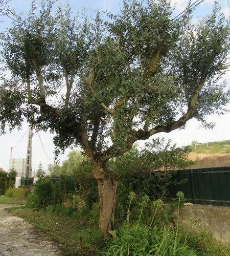 Lägenhet Quintal Do Freixo -